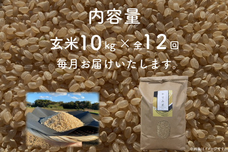 【先行予約】【2026年9月末より順次発送】【茨城県共通返礼品/潮来市】【12ヶ月定期便】栽培期間中出来るだけ農薬を減らしたかすみ米 10kg(玄米)　茨城県潮来市産
