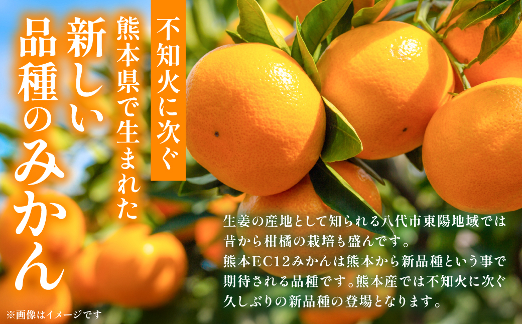 【先行予約】 八代市 東陽産 EC12みかん 2kg以上入り(8玉～20玉)  柑橘 ミカン くだもの 果物 フルーツ デザート 【2025年11月下旬より順次発送】