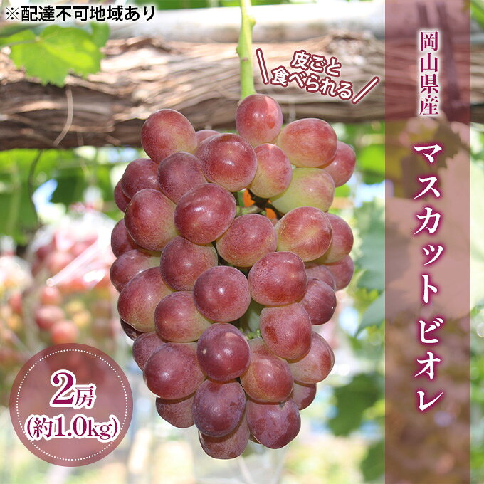 【ふるさと納税】【2026年先行予約】 ぶどう 岡山県産 皮ごと 食べられる マスカット ビオレ 種無し 約1.0kg（2房） 《2026年9月下旬-10月下旬頃出荷》 葡萄 ブドウ フルーツ 果物 数量限定 期間限定 岡山 里庄町　お届け：2026年9月下旬～2026年10月下旬