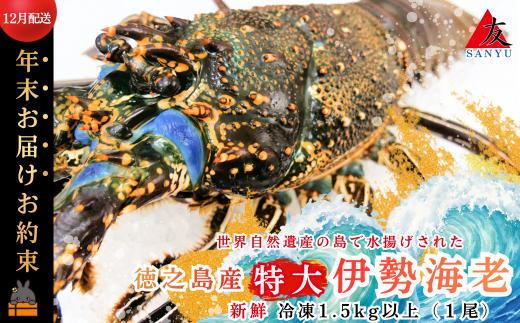 2607 《年末お届けお約束》新鮮なまますぐ冷凍!!徳之島産冷凍“特大”伊勢海老1尾（1.5kg以上） （ 伊勢えび イセエビ 伊勢えび 伊勢エビ えび エビ 海老 鍋 ご馳走 海の幸 料理 焼き 人気 海産物 家族 正月 クリスマス お祝い 12月配送 年末年始 サンユウ ）