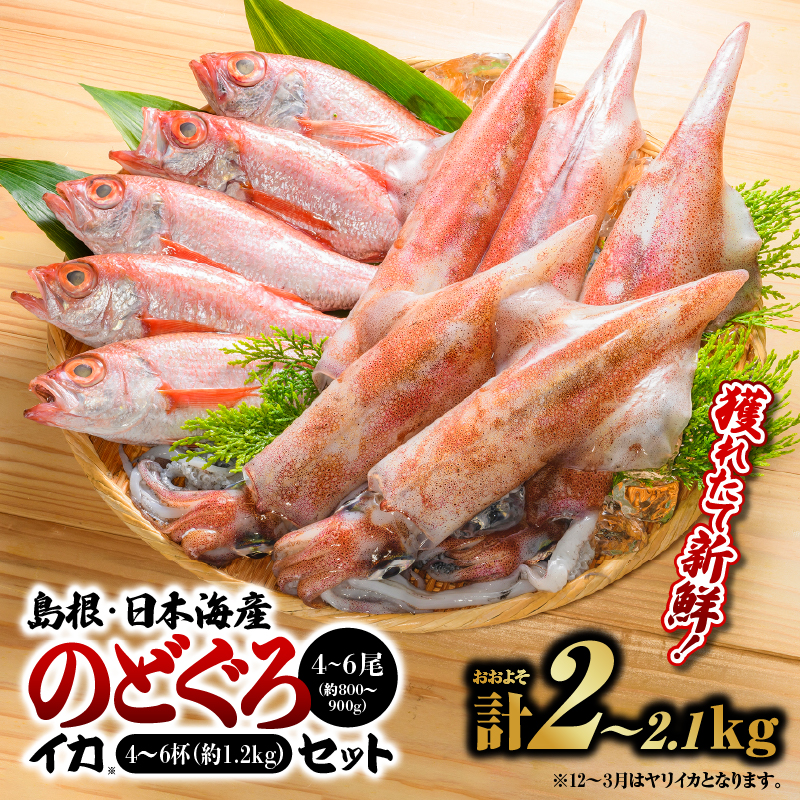鮮魚セットB【のどぐろ4～6尾(約800g～900g)・イカ4～6杯(約1.2kg)】｜漁解禁 受付再開 送料無料 のどぐろ イカ 島根 山陰 日本海産 魚介類 魚貝類 海産 海産物 魚 さかな いか ノドグロ 鮮魚 剣先イカ ヤリイカ 下処理済 煮付け 焼き魚 厳選｜【YM-2】