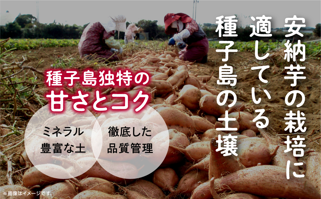 《先行予約》 種子島 安納いも さつまいも 3kg 焼きいも 焼き芋 本場 安納芋 Qさま キューさま さつま芋 甘い ねっとり スイーツ おやつ グルメ お取り寄せ おせち 人気 種子島産 返礼品
