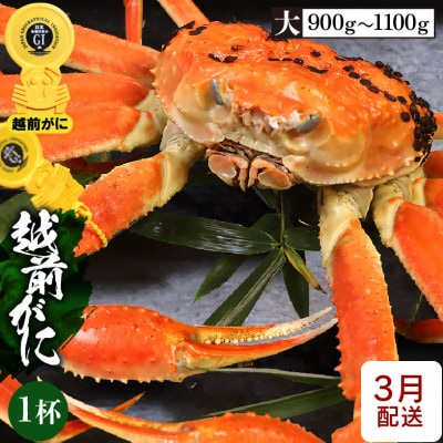 ≪浜茹で≫越前がに 大サイズ × 1杯【3月発送分】【配送不可地域：離島】【1445828】