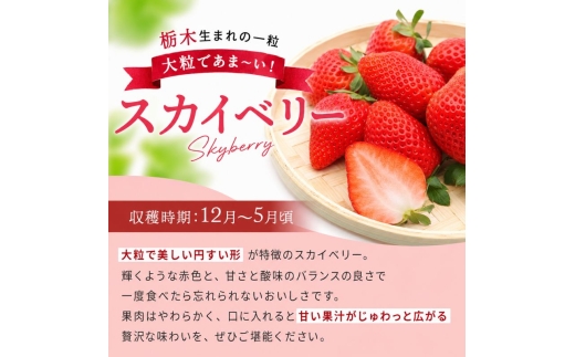 澳原さんの「スカイベリー」 560g (280g×2P)| 栃木県共通返礼品 矢板市産 いちご 果物 フルーツ 栃木県下野市