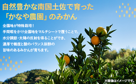 訳あり(家庭用) サイズお任せ 極早生みかん 5kg 3S〜Mサイズ - 訳アリ フルーツ 果物 くだもの 果実 甘い あまい 酸味 蜜柑 ミカン 柑橘 ご自宅用 旬 季節 かなや農園 合同会社Ben