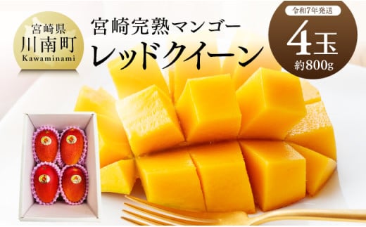 【令和7年発送】宮崎県産完熟マンゴー 「レッドクイーン」4玉(800g) 【 果物 フルーツ マンゴー 宮崎県産 完熟マンゴー みやざきマンゴー 先行予約 数量限定 期間限定 】