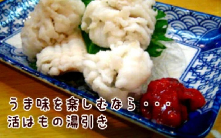 淡路島産活はも 丸ごと1本　3人前サイズ　酢味噌・梅肉付き / はも