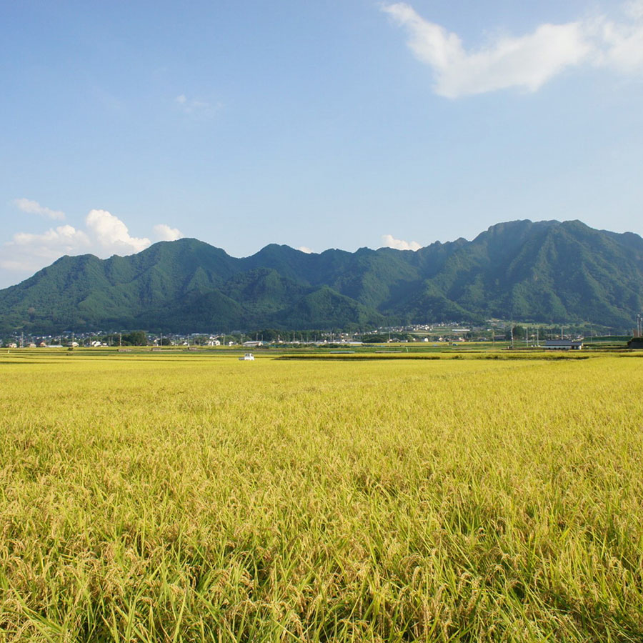 特別栽培米こしひかり3kg　定期便6回