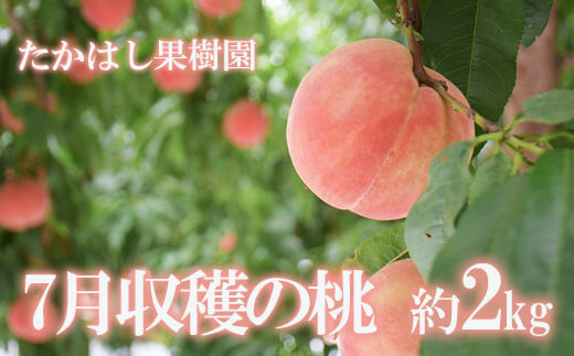 
            No.2530たかはし果樹園の桃　7月収穫 福島市産 白桃 品種 おまかせ (ちよひめ、日川白鳳、暁星、白鳳、あかつき) 約2kg【2025年発送　先行予約】
          