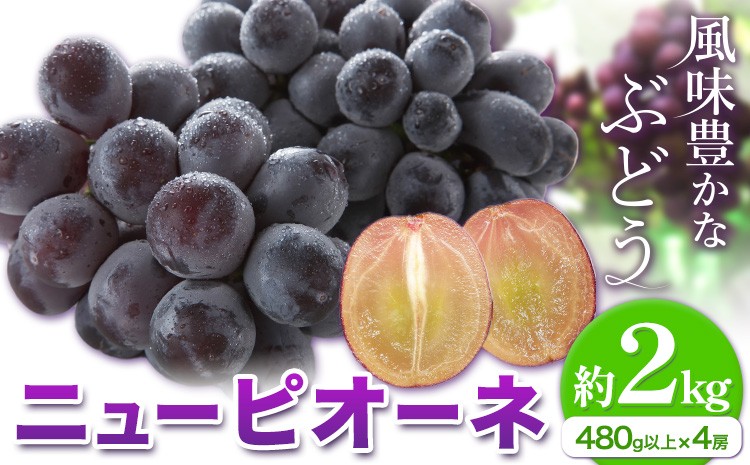 
                  【2026年先行予約】ニューピオーネ 1房480g以上 約2kg 4房 株式会社山博《2026年8月下旬-10月上旬頃出荷》岡山県 笠岡市 ぶどう フルーツ 旬 果物 国産 岡山県産 送料無料 【配送不可地域あり】
                