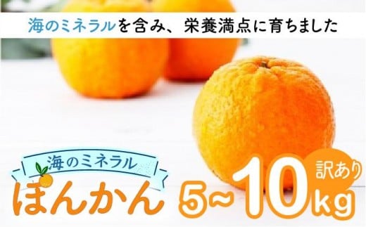 
                  ＜選べる容量＞海のミネラルをたっぷり含んだ甲浦のポンカン 5kg/10kg〈訳あり〉 国産 東洋町産 訳アリ 甘い 栄養たっぷり ジューシー 果肉 四国 お取り寄せ フルーツ 蜜柑 ミカン 果物 家庭用 自宅用 送料無料
                