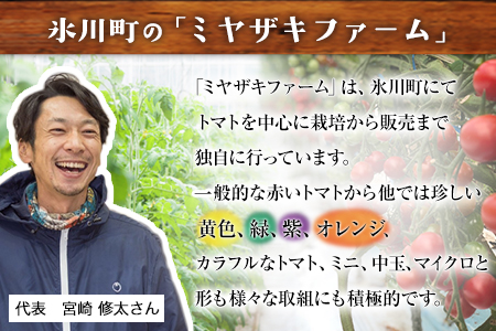 「ミヤザキファーム」 宝石とまと約1.2kg 熊本県氷川町産《2月上旬-6月末頃出荷》 小鈴 アイコ イエローアイコ オレンジ千果 みどりちゃん セレブスイート グリーンゼブラ 桃太郎ゴールド トスカ