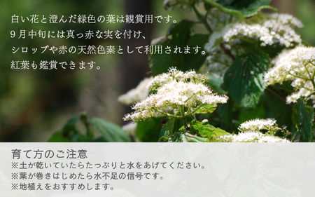 【先行予約】ガマズミ苗木（鉢物）【ガマズミ がまずみ お花 花 はな フラワー 花 苗 植物 家庭菜園 花壇 プランター ガーデニング観葉植物 園芸 鉢物 】【2025年4月上旬以降順次発送予定】【2