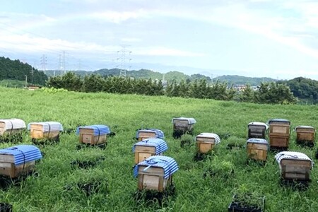 【お中元】みよしのハチミツ2本セット(百花蜜・もちの木) 220g×2本【はちみつ 百花蜜 もちの木 国産 ミツバチ 甘み スッキリ コク】K063039