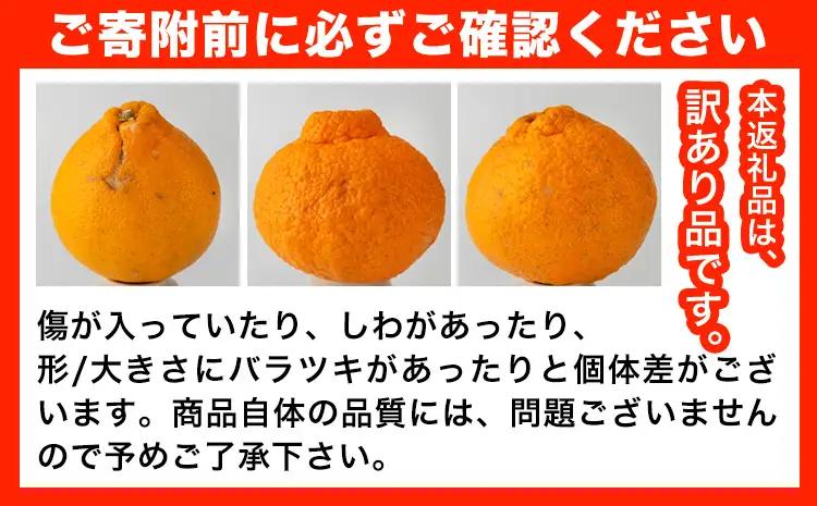 訳あり しらぬい 約10kg しらぬい