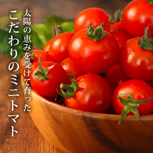 ミニトマト 約1.5kg 《訳あり》 2026年10月発送 【ミニトマト】