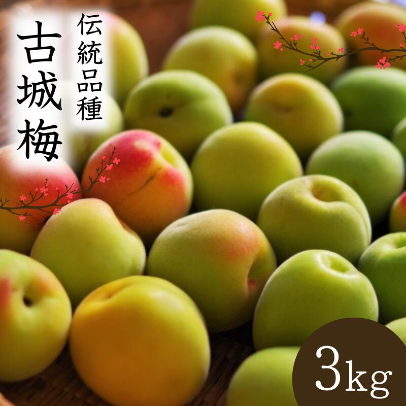 【ふるさと納税】 シロップ、梅酒に最適！【先行予約】 青梅【古城梅】 3kg（2026年5月頃から順次発送予定） / 生梅 梅酒 梅ジャム 梅シロップ 産地直送 国産 和歌山 【tcs020】