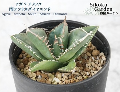 アガベ・チタノタ 「南アフリカダイヤモンド」 3.5号鉢 数量限定 四国ガーデン 人気 多肉植物  四国ガーデン 人気 観葉植物 グリーン リラックス ｜D49