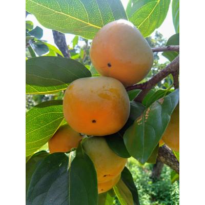 ふるさと納税 橋本市 和歌山県産たね無し柿　L・2Lサイズ　5kg |  | 01