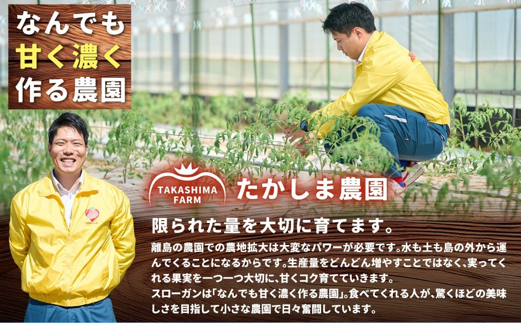 糖度6度以上 たかしまトマトシリーズ かもめのトマト 約3kg