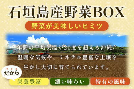 石垣島産 野菜BOX　1箱【６~８種類】野菜パワーをあなたに！！CK-1【野菜セット おまかせセット 旬 季節のお野菜 旬の野菜セット 詰め合わせ 島野菜 沖縄県 石垣市 石垣島 石垣 】 南国の野菜