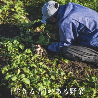 ふるさと納税 掛川市 【毎月定期便】しあわせ野菜畑のシェフS セット　(訳あり規格外の有機野菜を一部使用)全3回 |  | 02