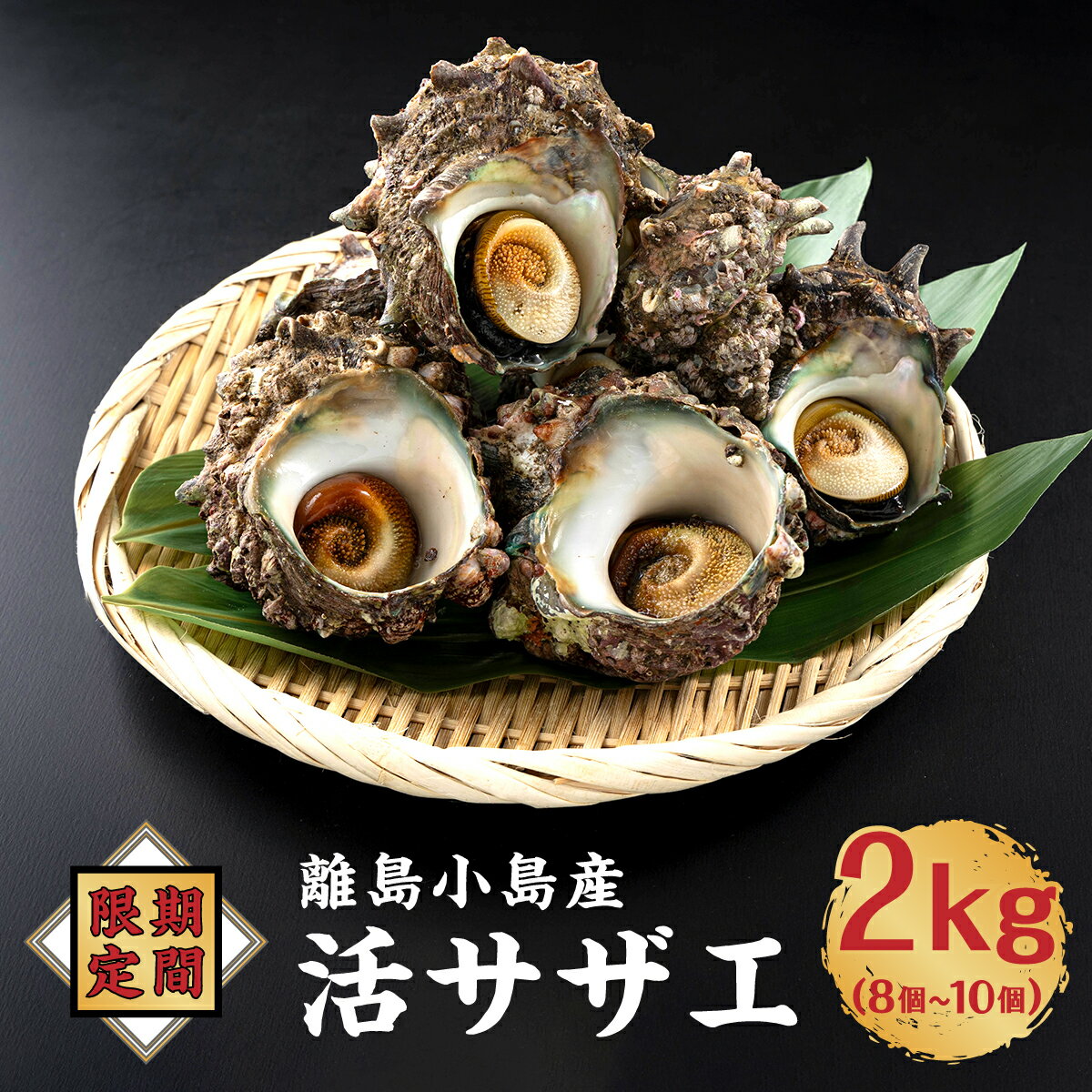 【ふるさと納税】【期間限定】離島小島産 活サザエ 2kg 松前さくら漁業協同組合 冷蔵 大きいサイズ 8個～10個 濃厚 海鮮 国産 道産 北海道産 特産品 新鮮 美味しい 刺身 焼き物 つぼ焼き バター炒め 炊き込みご飯 贅沢 お取り寄せ 和食 人気 北海道 松前町 送料無料 MATO001