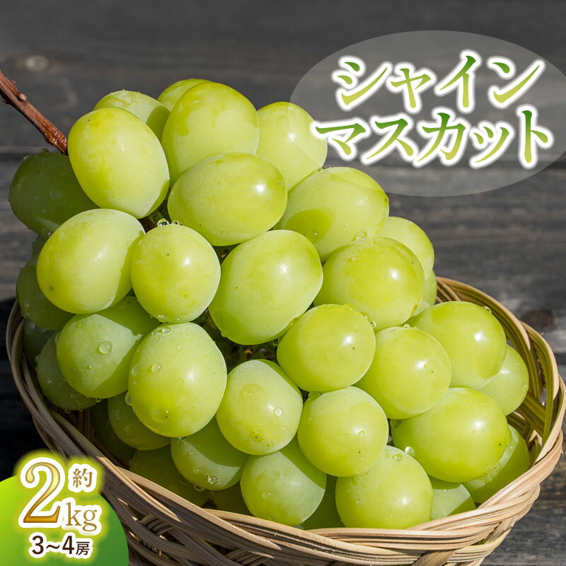 【ふるさと納税】【令和8年産先行予約】 シャインマスカット 2kg（3～4房）　山形県鶴岡市　鶴岡中央青果　| ぶどう ブドウ 葡萄 果物 くだもの フルーツ 2キロ 大粒 種なし 皮ごと 旬 期間限定 2026年産 人気 美味しい お取り寄せ 返礼品