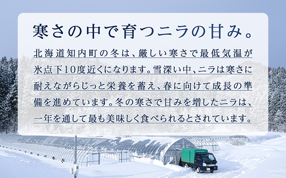 【2026年発送予約】 知内産 一番ニラ「北の華」20束【JA新はこだて】
