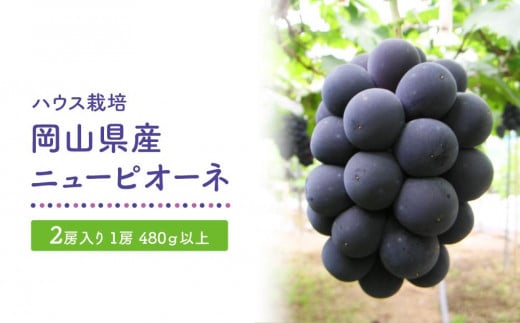 GV19　【ハウス栽培】岡山県産ニューピオーネ2房入り（1房480ｇ以上）＜2025年発送＞