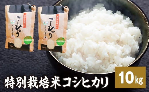 新米【令和7年産特別栽培米】 コシヒカリ 10kg 新米 米 お米 コメ こめ 精米 ライス 白米 炭水化物 ご飯 主食 食卓 おにぎり お弁当 茨城県産 ※2025年9月中旬頃より順次発送予定