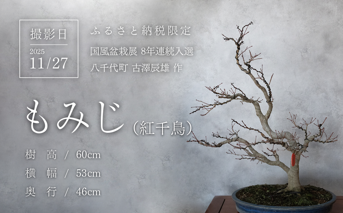 【1点物】盆栽 もみじ （紅千鳥） (6) 国風盆栽展 入選 作家 古澤辰雄 ⑥もみじ（紅千鳥）取木7年