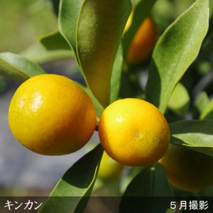 訳あり＜すだ農園＞3年生 苗木◇柑橘類 キンカン(金柑)[スリットポット苗 2021年]　※北海道、沖縄、離島への配送不可