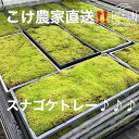 【ふるさと納税】123-11 こけ 専門農家直送!! スナゴケ （育苗トレー入り）2枚 / 管理方法の説明書付き 植物 苔 ゴケ インテリア 静岡県 苔g(こけじぃ)