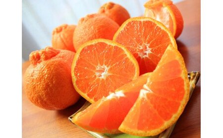 果物 フルーツ くだもの ミカン 不知火 デコポン / 果肉プリプリ♪ 完熟紀州デコ(不知火) 約3kg　※2024年2月下旬頃～3月下旬頃に順次発送予定(お届け日指定不可)【uot706】