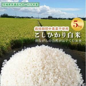 【毎月定期便】【栽培期間中農薬不使用】こしひかり白米5kg茨城県共通返礼品・行方市産全12回【4055823】