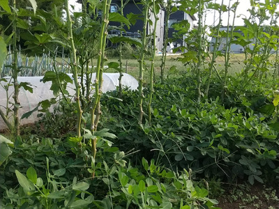 自然栽培 旬の野菜セット 詰め合わせ Lサイズ 3～4人分 くわのみ農園