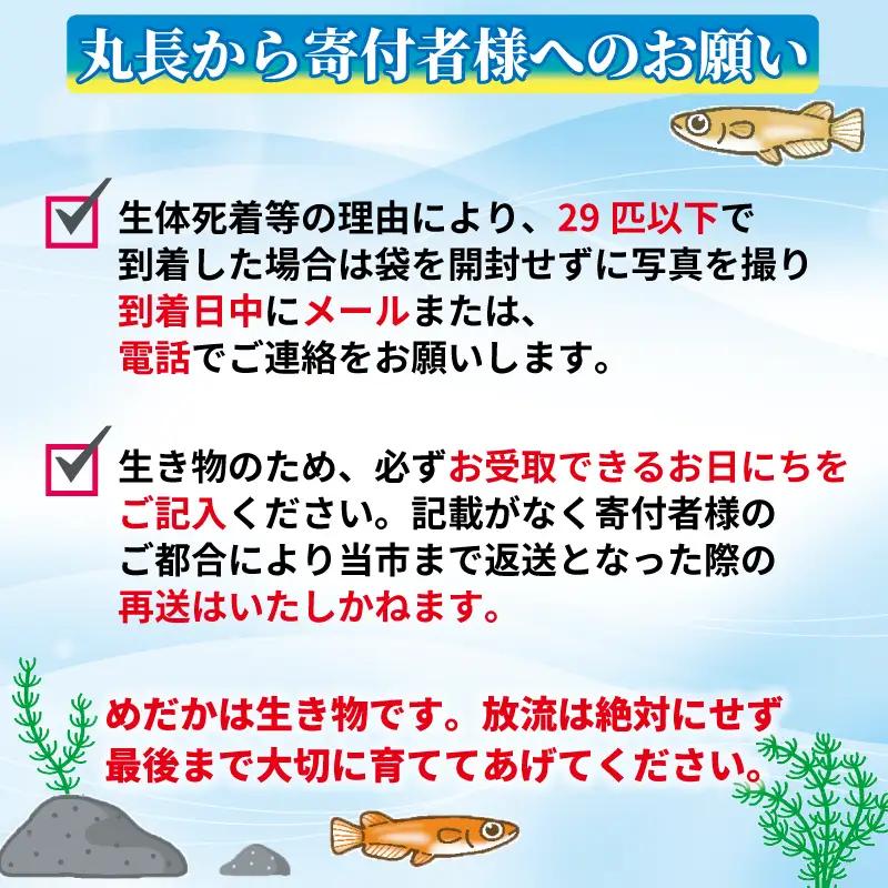 【めだか】　忘却の翼　オス・メス　ランダム30匹  牧之原市 丸長