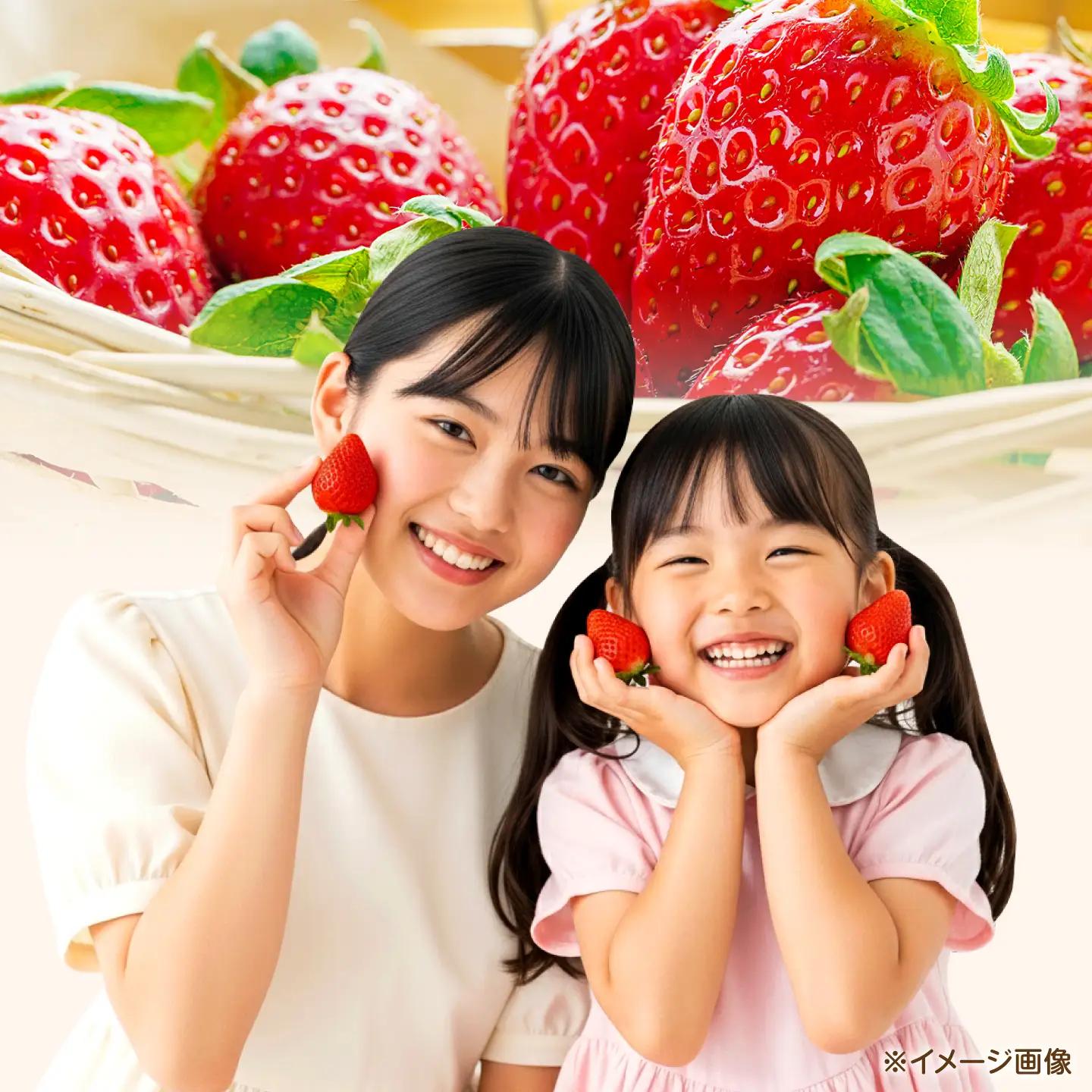 【先行予約】【2027年3月中旬より順次発送】いちご 恋みのり 百花園ファーム 約500g（約250g×2P） お試し用 11粒から14粒/P 2Lサイズ 【株式会社合志百花園ファーム】[AYDW00