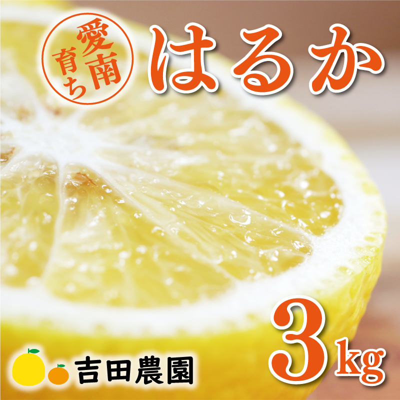 【先行予約】数量限定 はるか 3kg 7000円 みかん mikan 蜜柑 ミカン 国産 産地直送 農家直送 期間限定 特産品 ゼリー ジュース アイス 等に 人気 限定 フルーツ 果物 柑橘 甘い おいしい ジューシー お取り寄せ ギフト プレゼント サイズ ミックス 愛南町 愛媛県 吉田農園