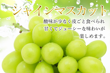 【2026年先行予約】ぶどう 定期便 ４回 葡萄 ブドウ フルーツ 果物 くだもの 産地直送 茨城県 石岡市 A04-009