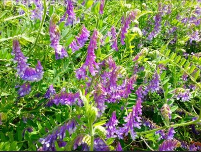 B.Bee.Honey　国産ハチミツ100%（ヘアリーベッチ）500g