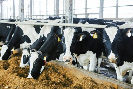 HiO ICE CREAM　美瑛シングルオリジンミルク　8個_0008-005-se4