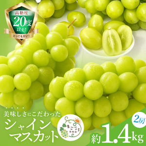 【2026年9月中旬より順次発送】令和7年度 茨城県生産力向上共励会 特別賞受賞！糖度約20～22度！美味しさにこだわったシャインマスカット（約1400g）2房 化学肥料不使用 農家直送【葡萄 ぶどう マスカット フルーツ 果物 くだもの 水戸市 水戸 茨城県】（GG-24）