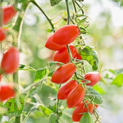 ふるさと納税 美瑛町 トマトジュース Greens Farm Yamazaki　朝日のトマトジュース 6本セット 1L |  | 03