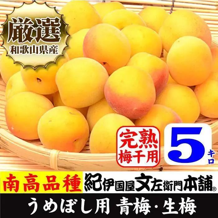 南高梅【完熟】黄色5kg ■特大サイズ 梅干用フレッシュ青梅 (生梅) ／紀伊国屋文左衛門本舗