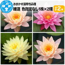 【ふるさと納税】睡蓮 おまかせ温帯性品種睡蓮 色指定なし1株×2種(合計2株)