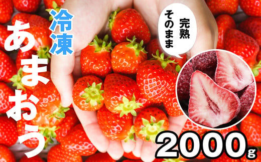 【4月より順次発送】福岡県産 冷凍 いちご あまおう 2kg TY005-1
