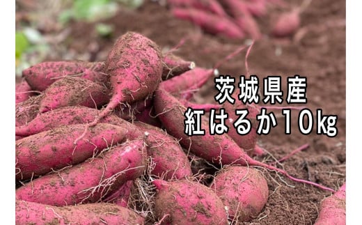 ポテト小屋の生さつまいも 【紅はるか】 10kg 【鹿嶋市 減農薬 サツマイモ 生芋 べにはるか 送料無料 10キロ 15000円以下】 (KBR-4)