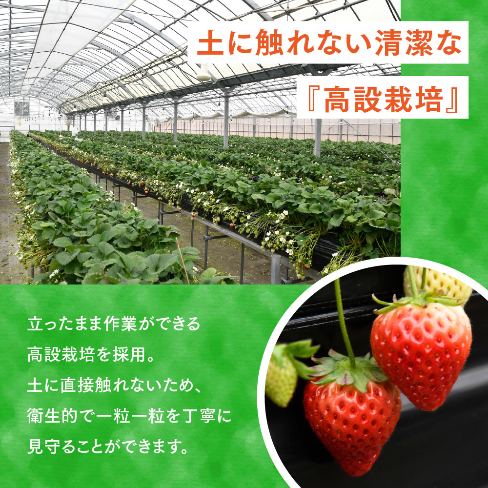 冷凍いちご 2kg(いちごさん)【佐賀県産 ブランド 冷凍いちご フレッシュ 冷凍フルーツ スムージー デザート お菓子作り シャーベット 甘い みずみずしい 無添加】(H126102)